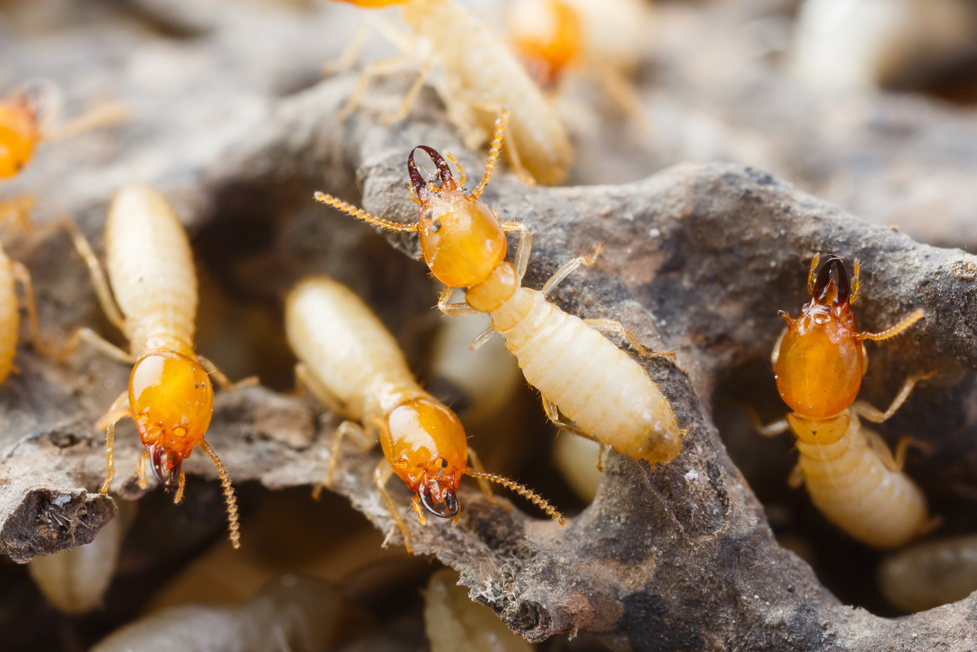 Termite Treatment Canberra: Why Regular Termite Treatments Are Essential